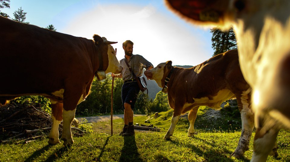 Eindrücke von den Weiden der Wallgauer Alm, © Alpenwelt Karwendel | Philipp Gülland