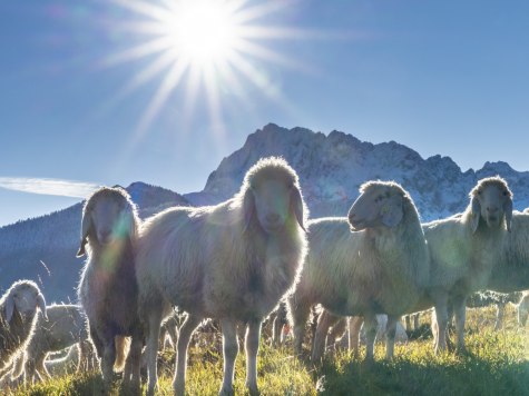 Heimische Bergschafe in der Alpenwelt Karwendel, © Alpenwelt Karwendel |Kriner & Weiermann