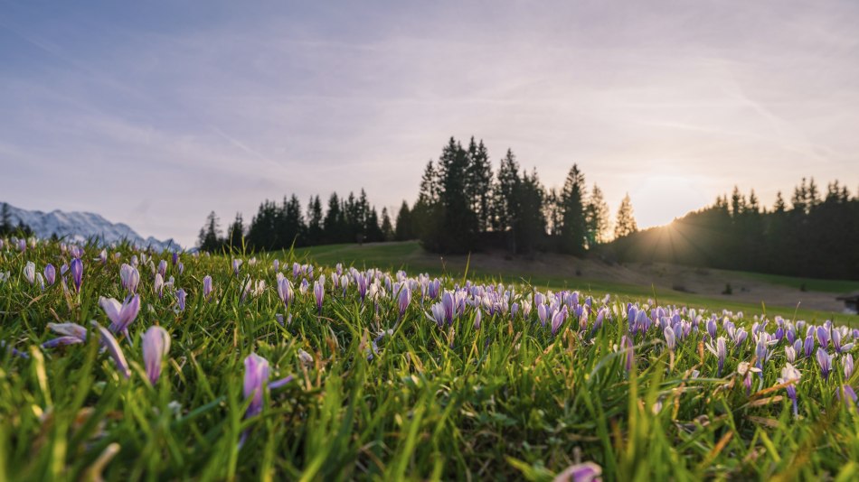 Frühling in der Alpenwelt Karwendel: Blütenpracht rund um Mittenwald, Krün und Wallgau, © Alpenwelt Karwendel | Paul Wolf