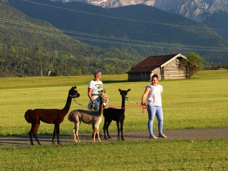 Flauschiger Tag bei Wallpakas (Wallgau), © Alpenwelt Karwendel / Wallpakas, Anna Hauke