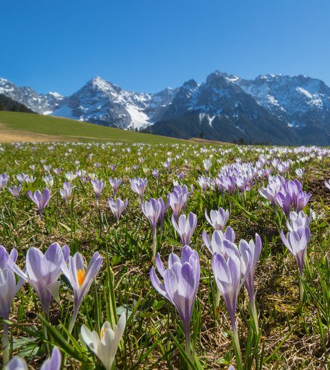 Violetter Krokus auf den Buckelwiesen zwischen Mittenwald und Krün, © Alpenwelt Karwendel | Wera Tuma