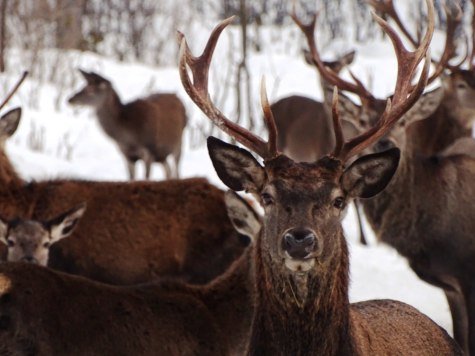 Die ganze Hirsch-Familie ist zu Besuch, © Alpenwelt Karwendel | Andrea Schmölzer