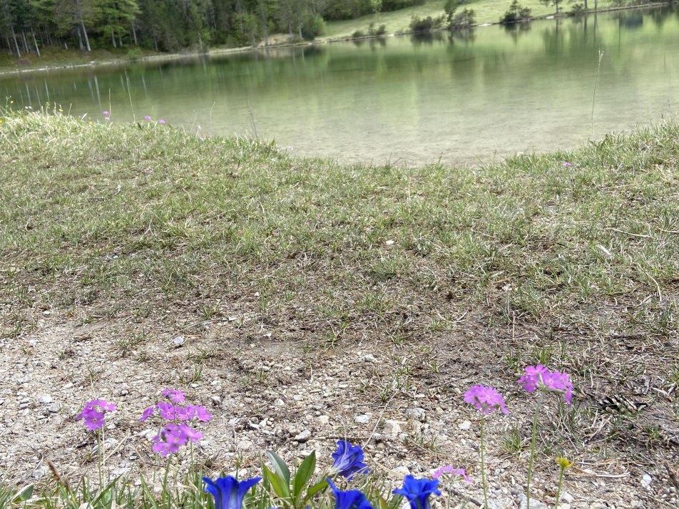 Ferchensee mit Enzian