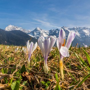 Krokussblüte Buckelwiesen, © Alpenwelt Karwendel/ Wera Tuma