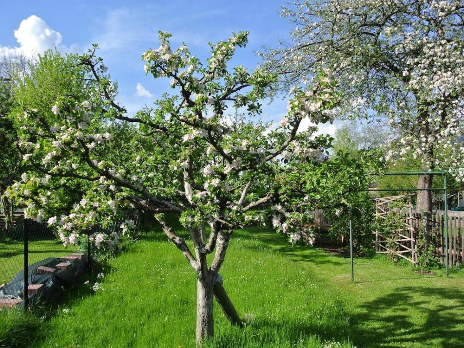 Garten, © M. Hammerle