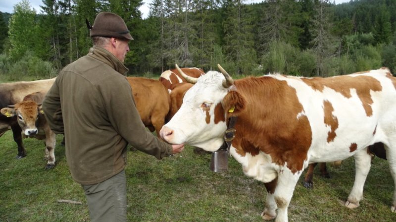 Martl bei den Kühen, © Alpenwelt Karwendel | Andrea Schmölzer