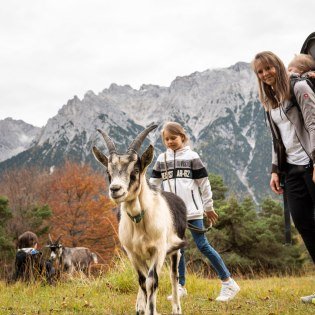 Wandern mit Ziegen - Herbstliche Highlights für Groß und Klein, © Alpenwelt Karwendel | Philipp Gülland Wandern mit Ziegen - Herbstliche Highlights für Groß und Klein, © Alpenwelt Karwendel | Philipp Gülland