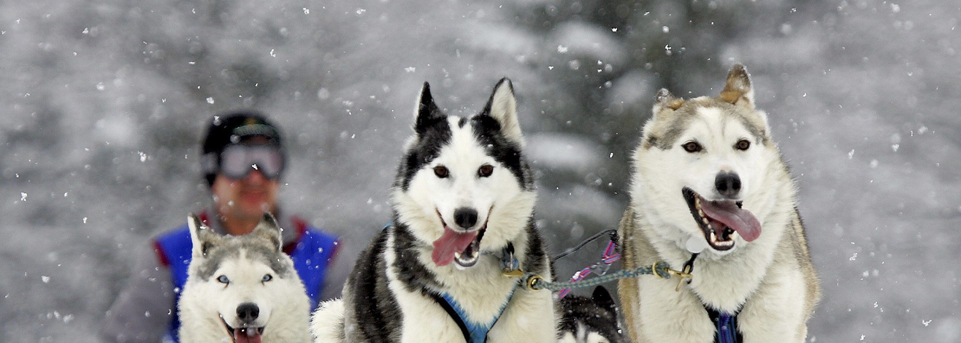 Schlittenhunde im Einsatz beim Rennen in Wallgau, © Alpenwelt Karwende | Fränkischer Schlittenhundeverband e.V