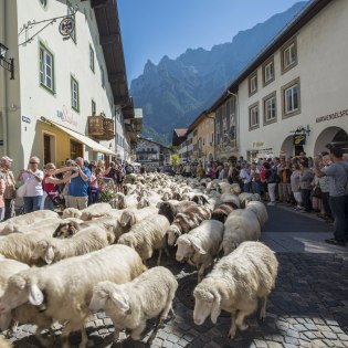 Jeden Herbst werden neben Rindern und Ziegen auch die Schafe von der Alm festlich in den Ort getrieben., © Alpenwelt Karwendel | Martin Kriner