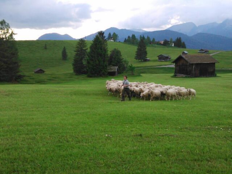 Schafherde am Quicken