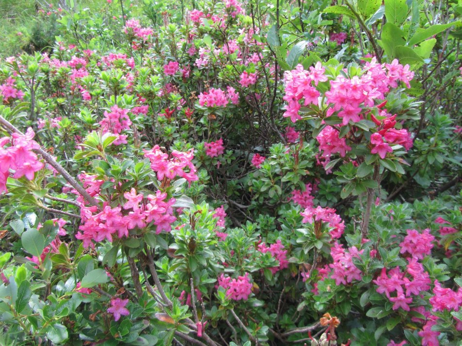 Alpenrosen am Weg zur Hochlandhütte