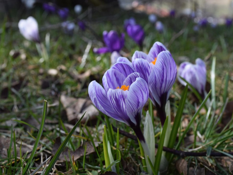 Blumen, © Florian Neuner