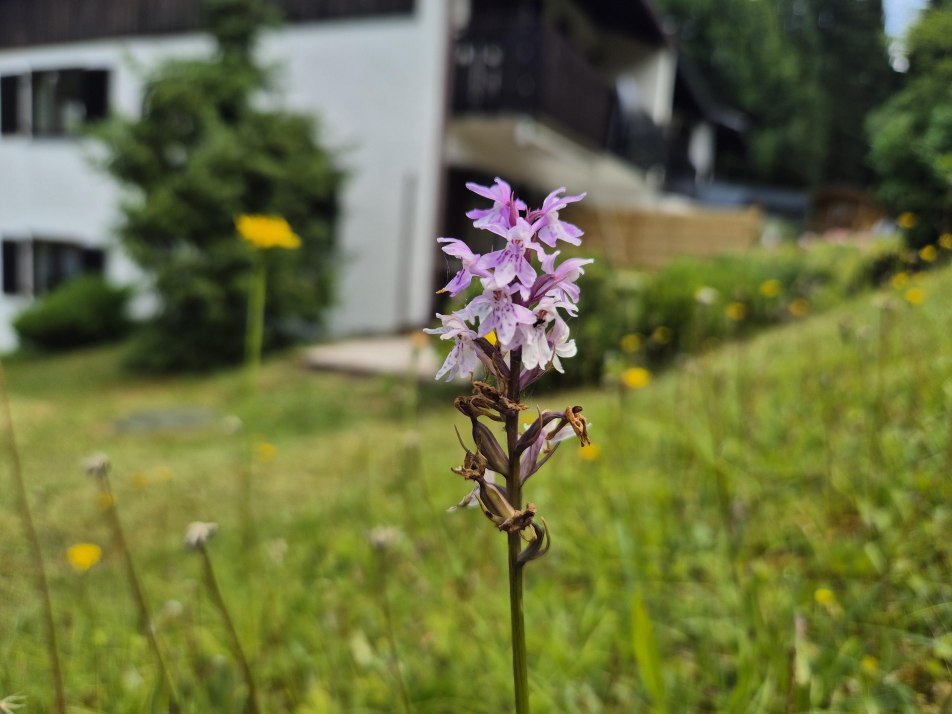 Knabenkraut im Garten