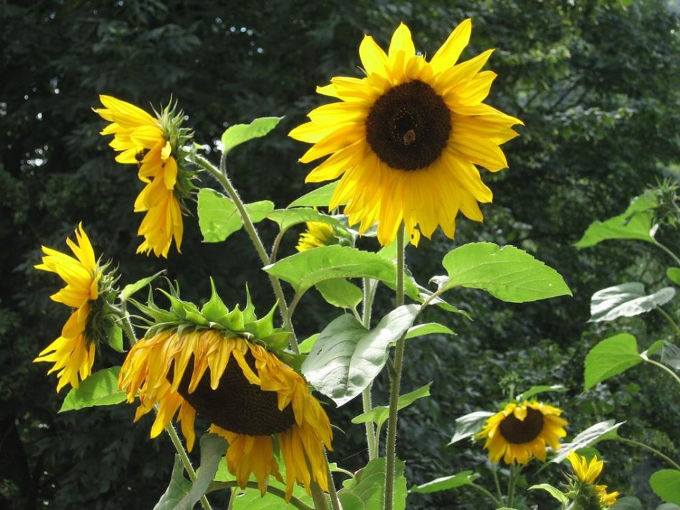 Sonnenblumen in unserem Garten