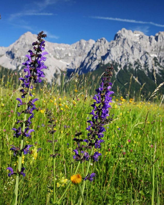 Sommerliche Aussichen von den Buckelwiesen zwischen Krün und Wallgau, © Alpenwelt Karwendel | Rudolf Pohmann