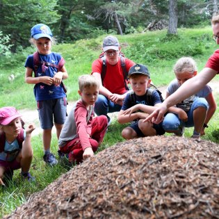 The enchanting beech forest offers nature & fun!, © Alpenwelt Karwendel | Angelika Warmuth