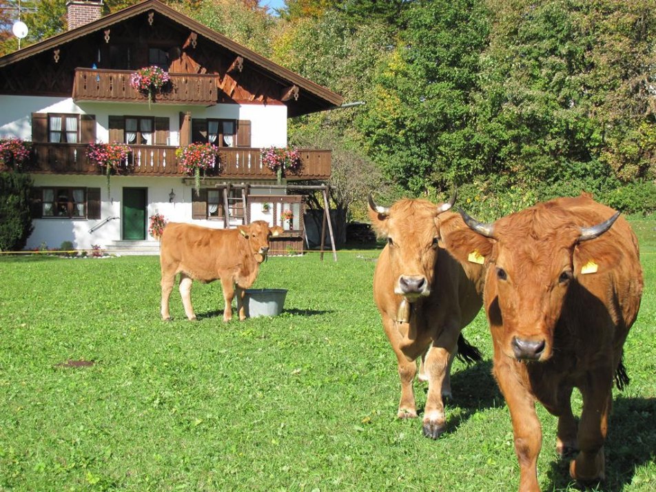 Werdenfelser Rinder vor dem Haus