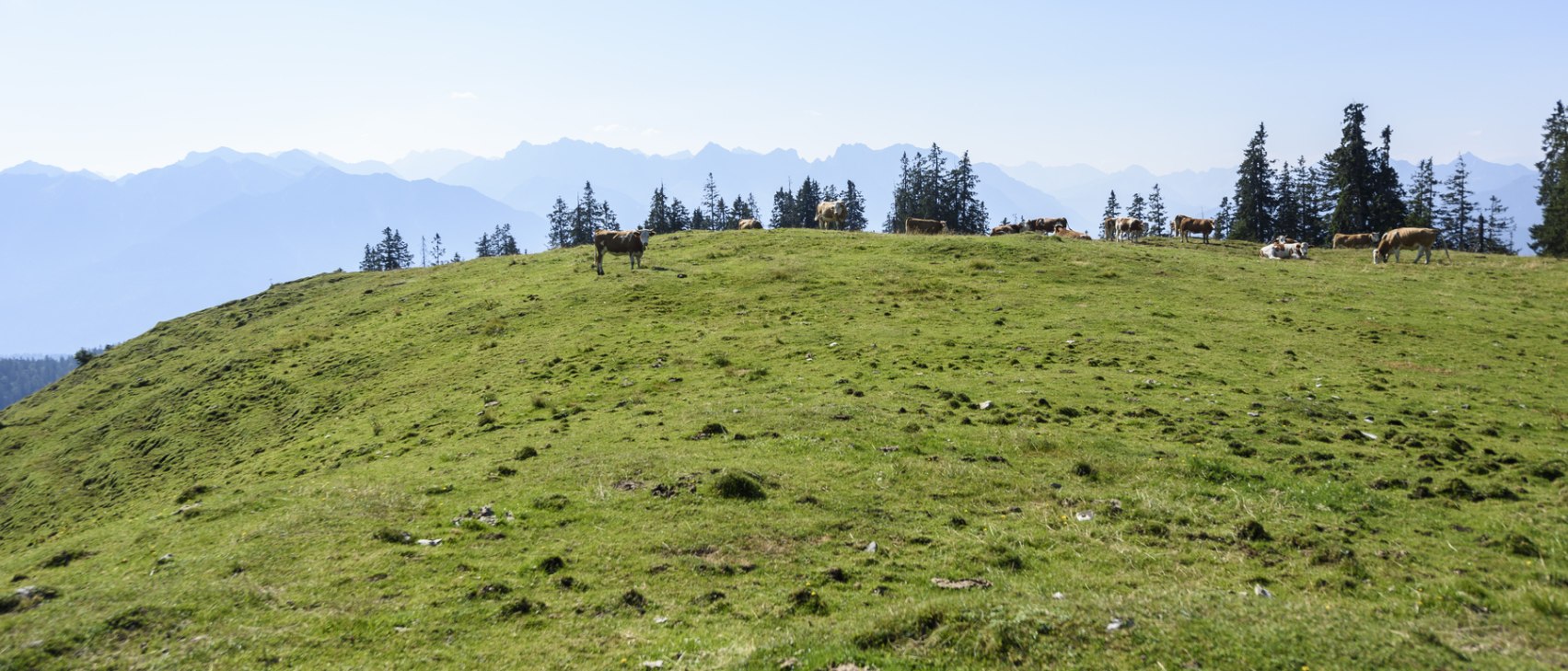 Almkühe, © Alpenwelt Karwendel | Wolfgang Ehn