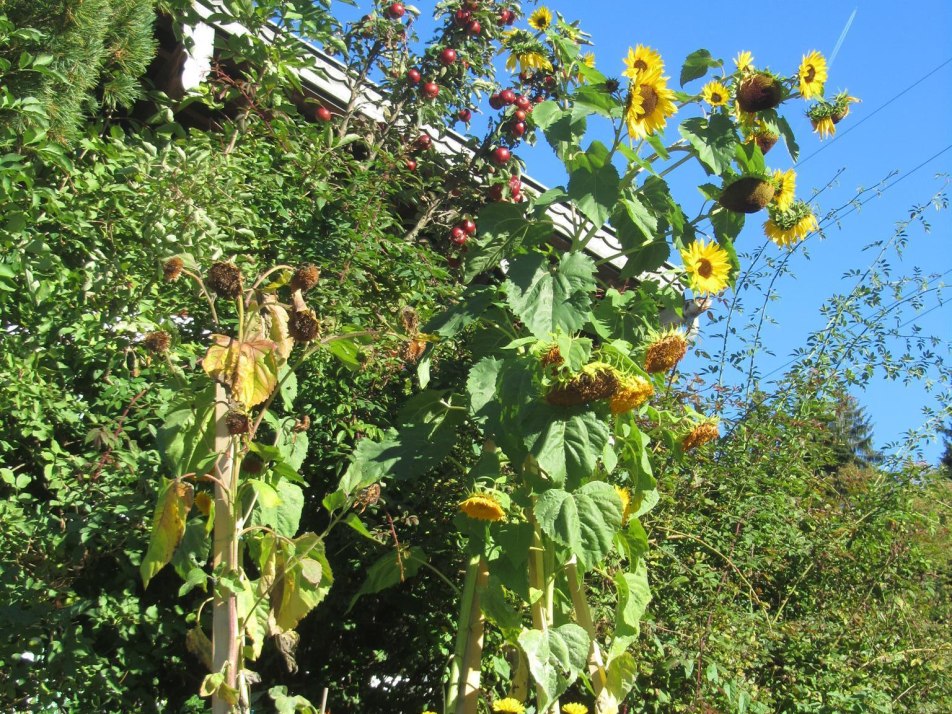 goldener Herbst