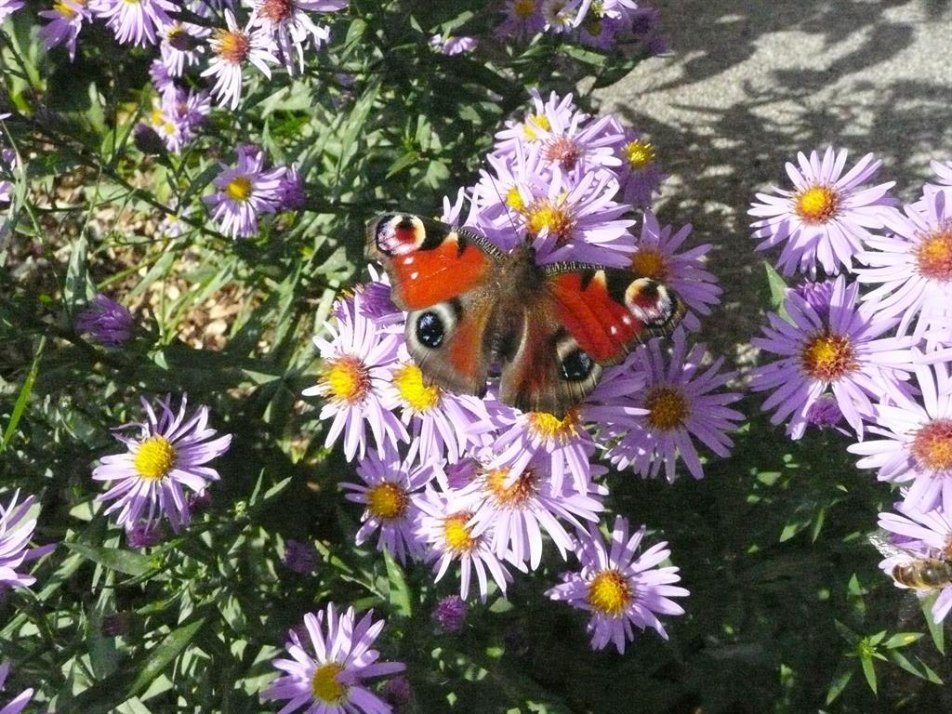 Blumen im Garten Blumen im Garten