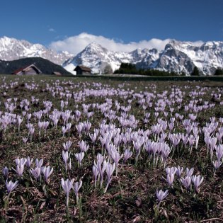 Krokuswiese vorm Karwendel in Mittenwald, © Alpenwelt Karwendel | Rudolf Pohmann 