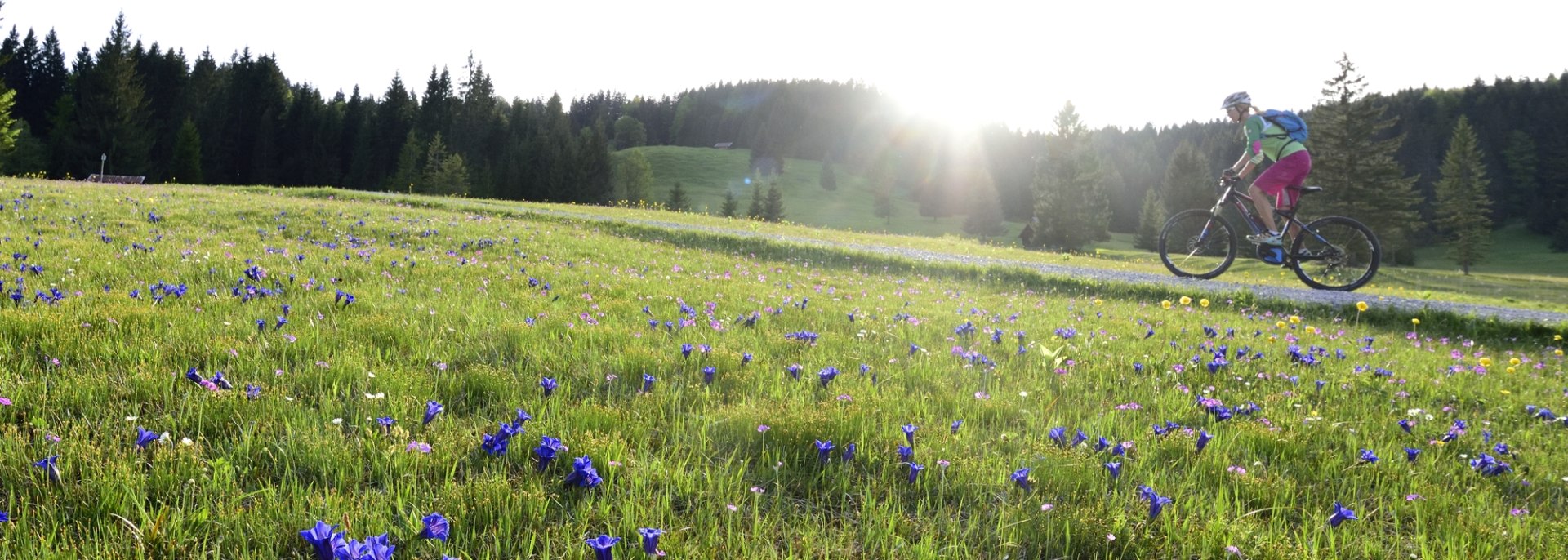Enziane, Primeln, Krokusse soweit das Auge reicht - eine frühlinghafte Biketour in der Alpenwelt Karwendel, © Alpenwelt Karwendel | Stefan Eisend