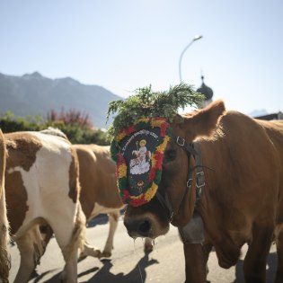 Traditionell geschmückte Kühe beim Almabtrieb in Krün in Bayern, © Alpenwelt Karwendel | Philipp Gülland