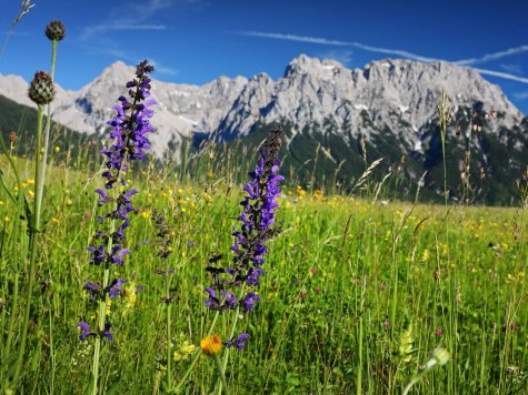 Sommerliche Aussichen von den Buckelwiesen zwischen Krün und Wallgau, © Alpenwelt Karwendel | Rudolf Pohmann