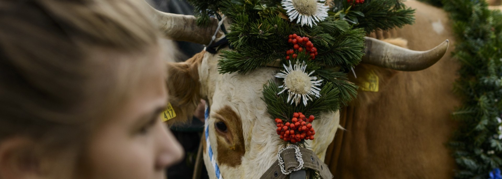 Eindrücke von den geschmückten Kühen beim Almabtrieb, © Alpenwelt Karwendel | Zugspitz Region GmbH