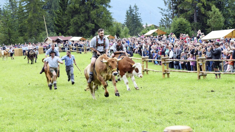 Eindrücke vom Ochsenrennen in Wallgau 2016, © Alpenwelt Karwendel | Florian Neuner