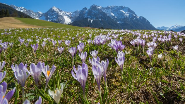 Violetter Krokus auf den Buckelwiesen zwischen Mittenwald und Krün, © Alpenwelt Karwendel | Wera Tuma