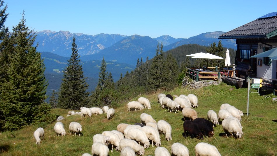 Hochlandhütte mit Schafe, © Alpenwelt Karwedel | Hochlandhütte Birgit Müller