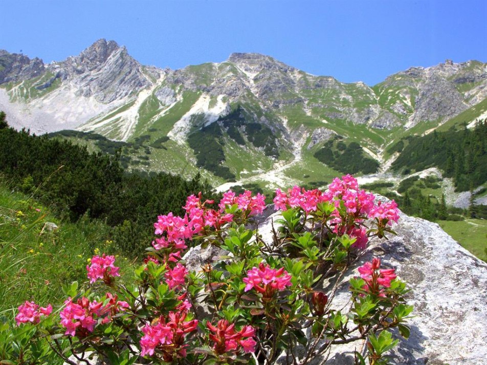 Alpenrosen blühen