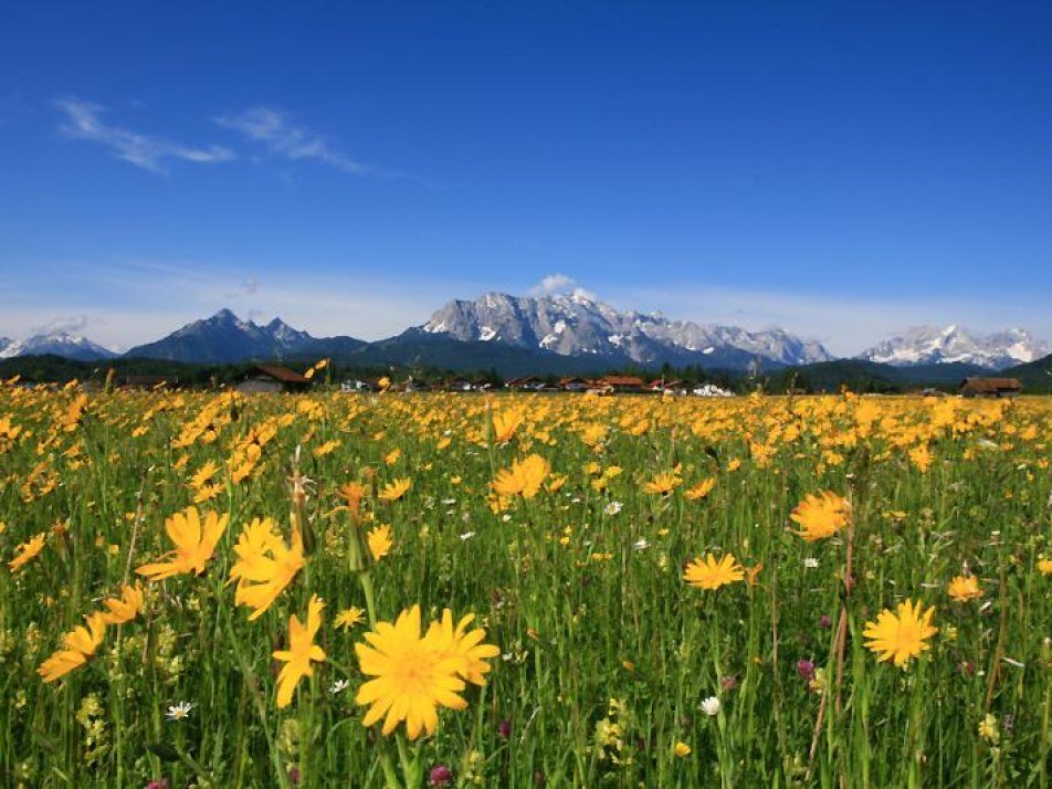 Blumenwiese