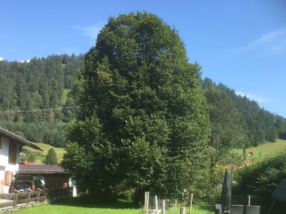 Linde im Garten im Sommer