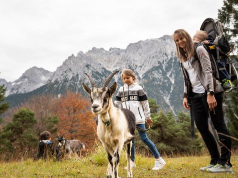 Wandern mit Ziegen - Herbstliche Highlights für Groß und Klein, © Alpenwelt Karwendel | Philipp Gülland