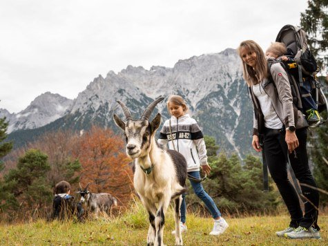 Wandern mit Ziegen - Herbstliche Highlights für Groß und Klein, © Alpenwelt Karwendel | Philipp Gülland