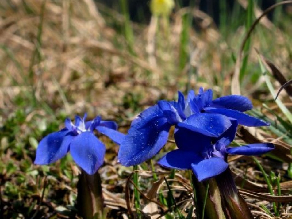 Frühlingswanderung - Naturerlebnis Frühling, © Alpenwelt Karwendel | Danny Böttger