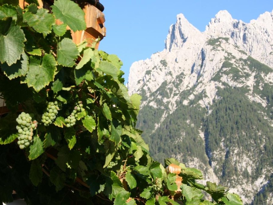 Weintrauben vor dem Karwendel