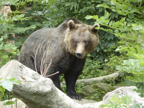 Braunbär im Alpenzoo Innsbruck, © Alpenzoo Innsbruck-Tirol 