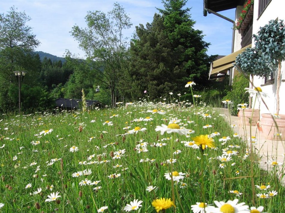 Natur Blumenwiese an der Terrasse