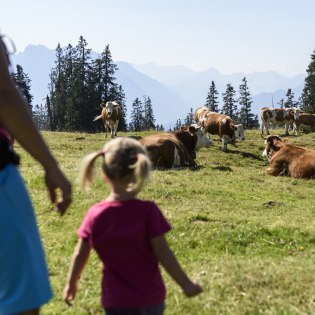 Kühe auf der Krüner Alm - Im Sommer ist rund um Mittenwald, Krün und Wallgau für die ganze Familie was dabei!, © Alpenwelt Karwendel | Wolfgang Ehn