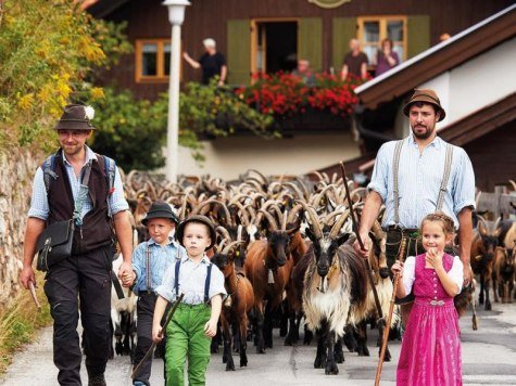 Almabtrieb der Ziegen, © Alpenwelt Karwendel | Lukas Barth-Tuttas